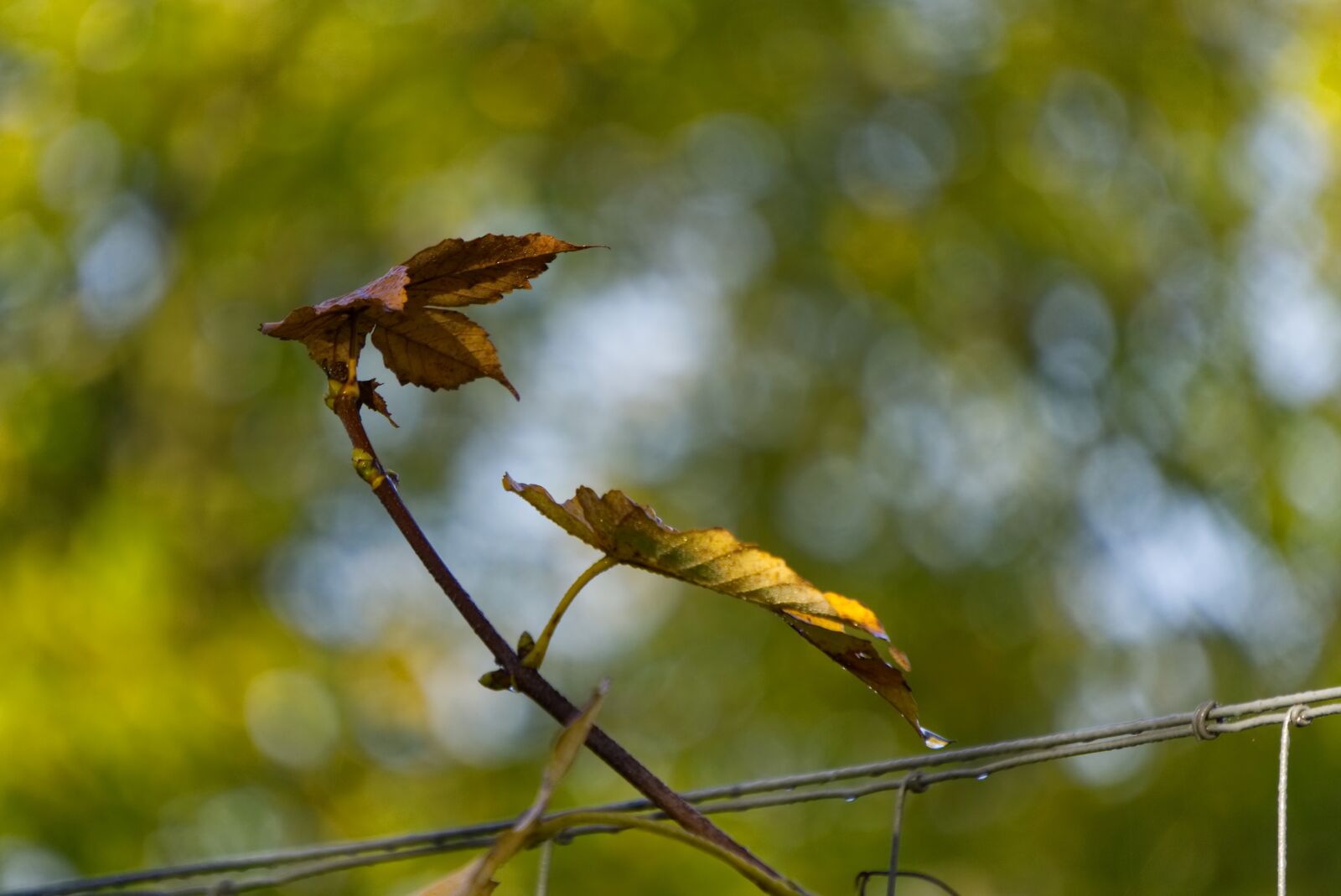 Sony a6000 sample photo. Leaf, branch, leaves photography