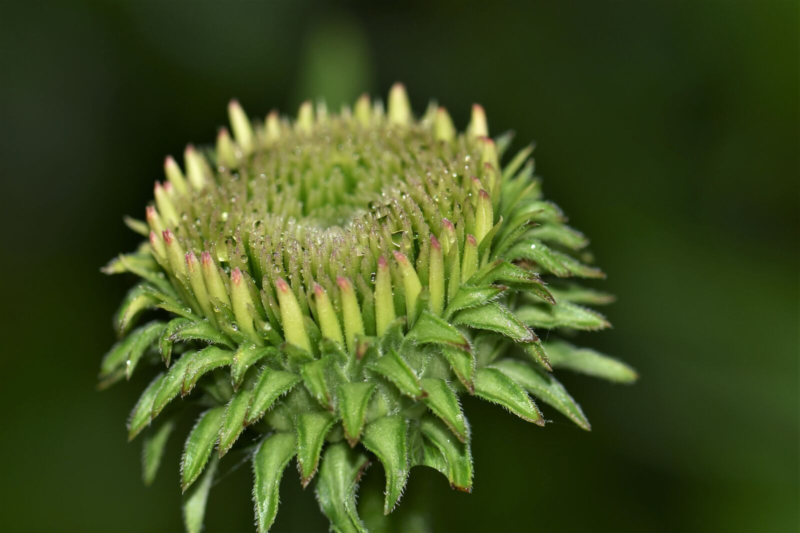 Nikon D5500 sample photo. Echinacea, blossom, bloom photography