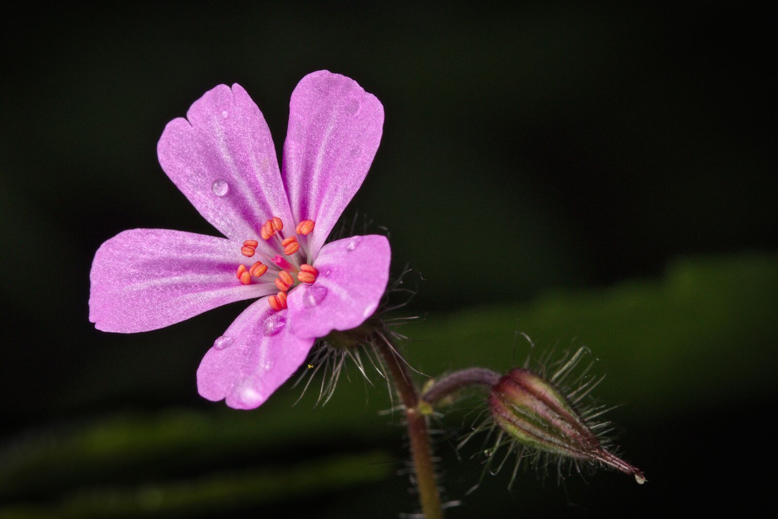 Canon EOS M5 sample photo. Spring, cranesbill, nature photography