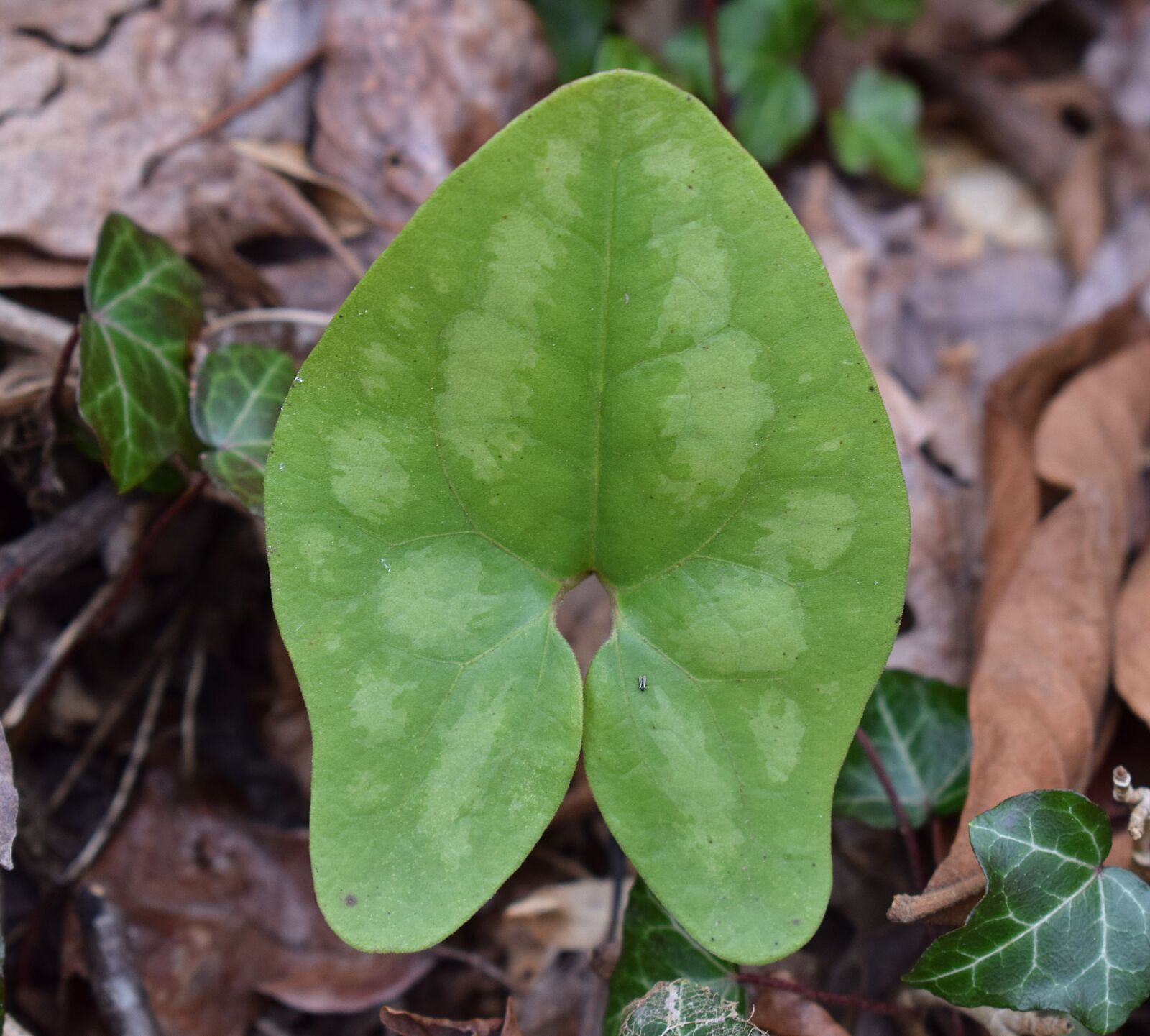 Nikon D3300 sample photo. Leaf, forest floor, wild photography