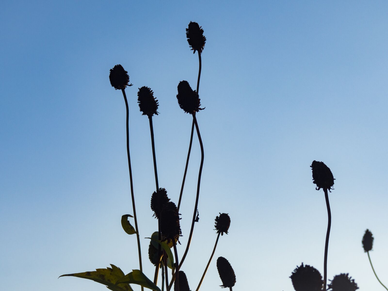 Olympus OM-D E-M10 sample photo. Blue, sky, grass photography