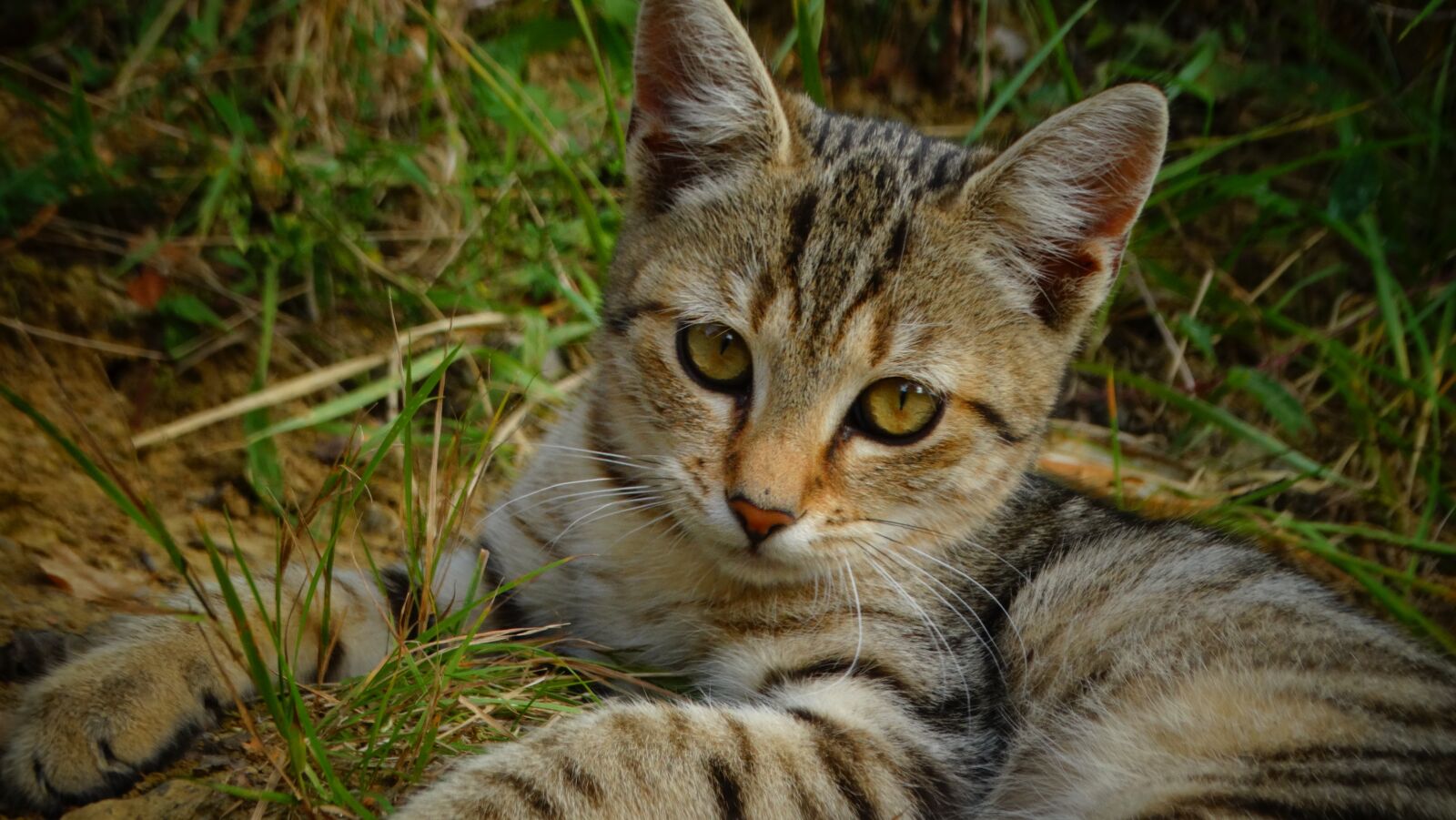 Sony Cyber-shot DSC-HX300 sample photo. Cat, kitten, animal photography