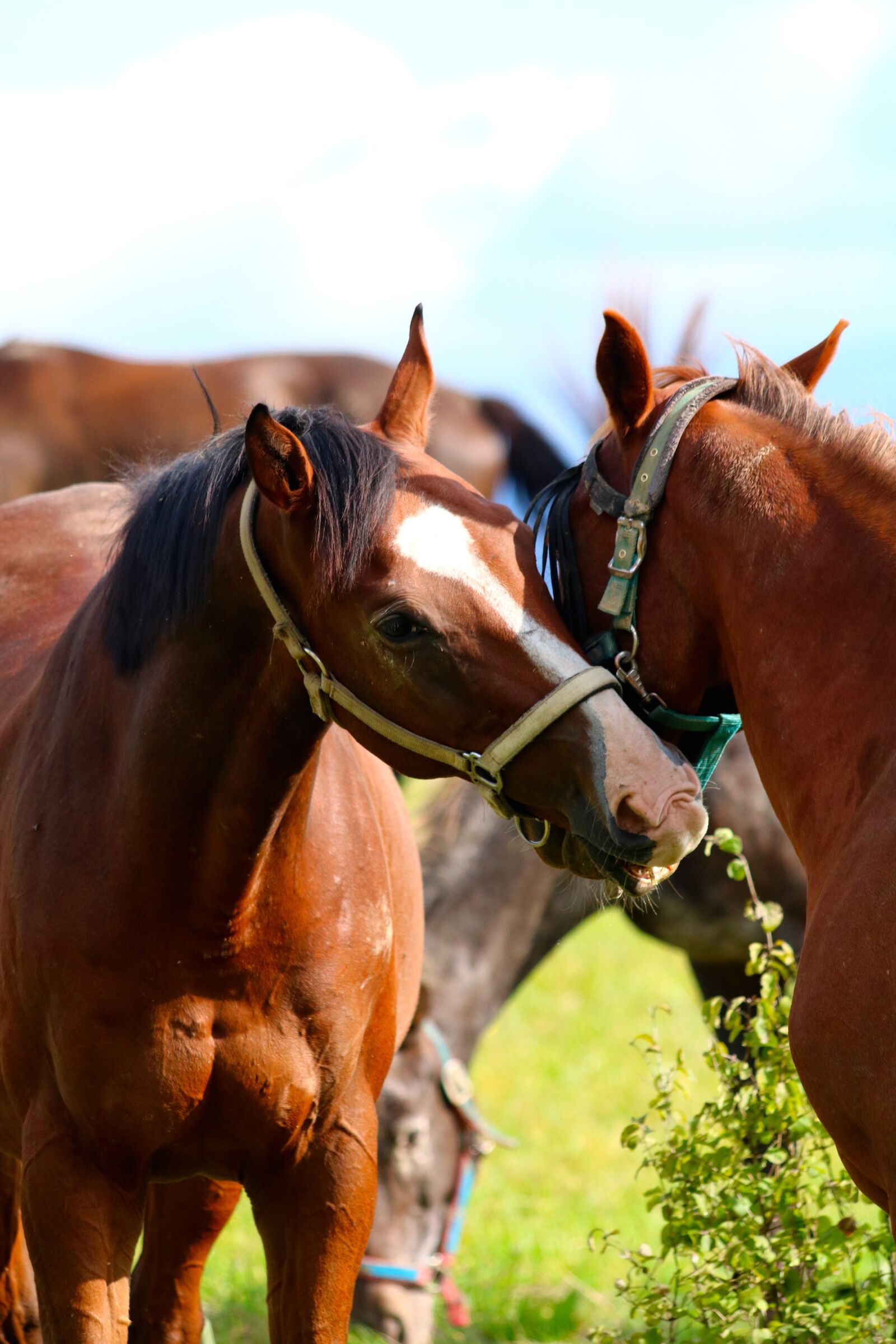 Canon EOS 750D (EOS Rebel T6i / EOS Kiss X8i) + Canon EF 70-300mm F4-5.6 IS USM sample photo. Horses, animals, pasture photography