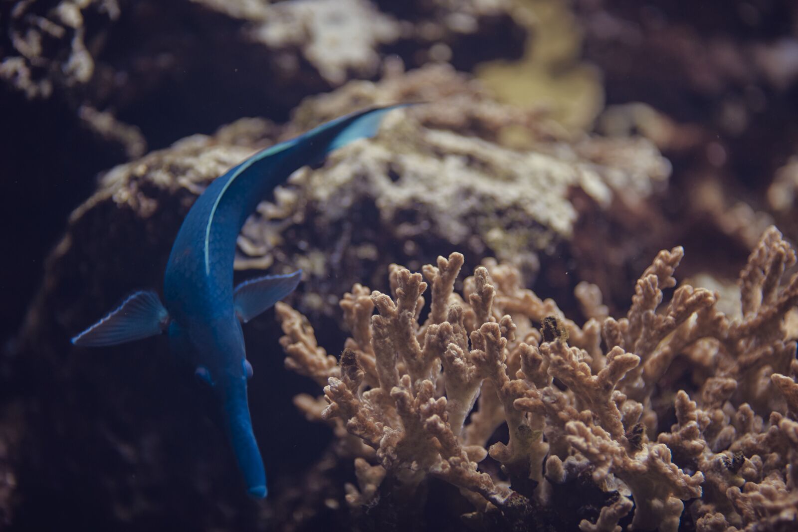 Canon EF 135mm F2L USM sample photo. Fish, blue, underwater photography