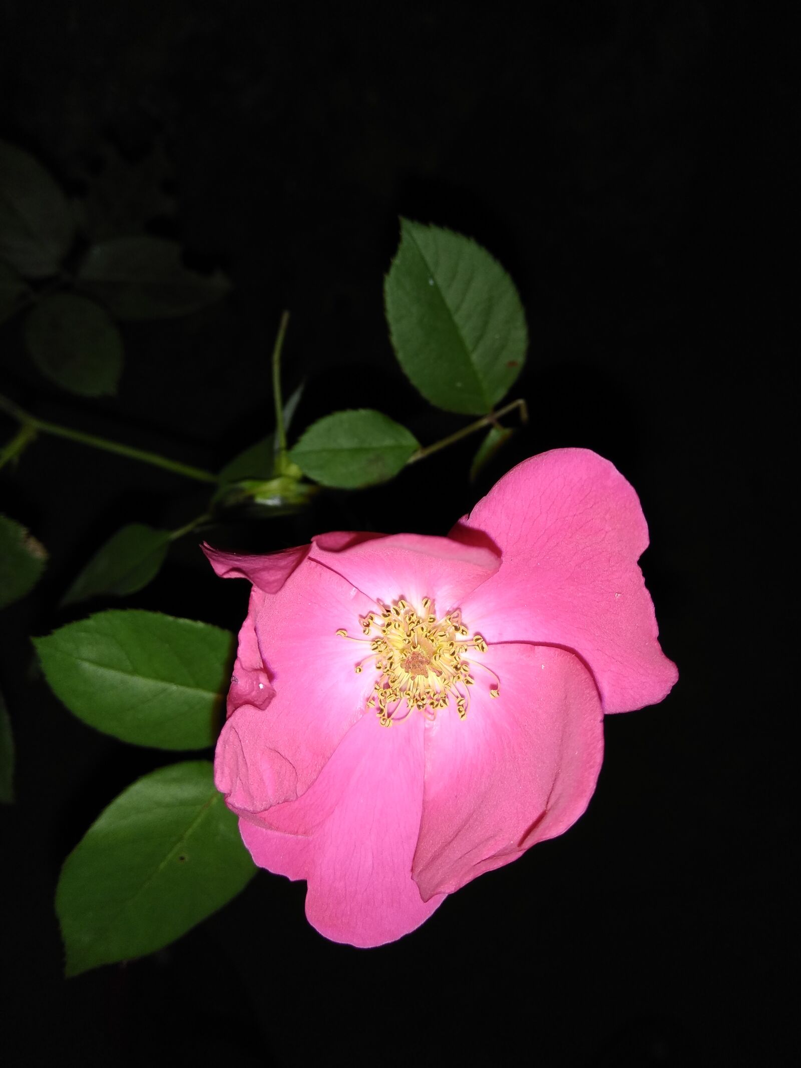 Xiaomi Redmi Note 4 sample photo. Flower, flora, nature photography