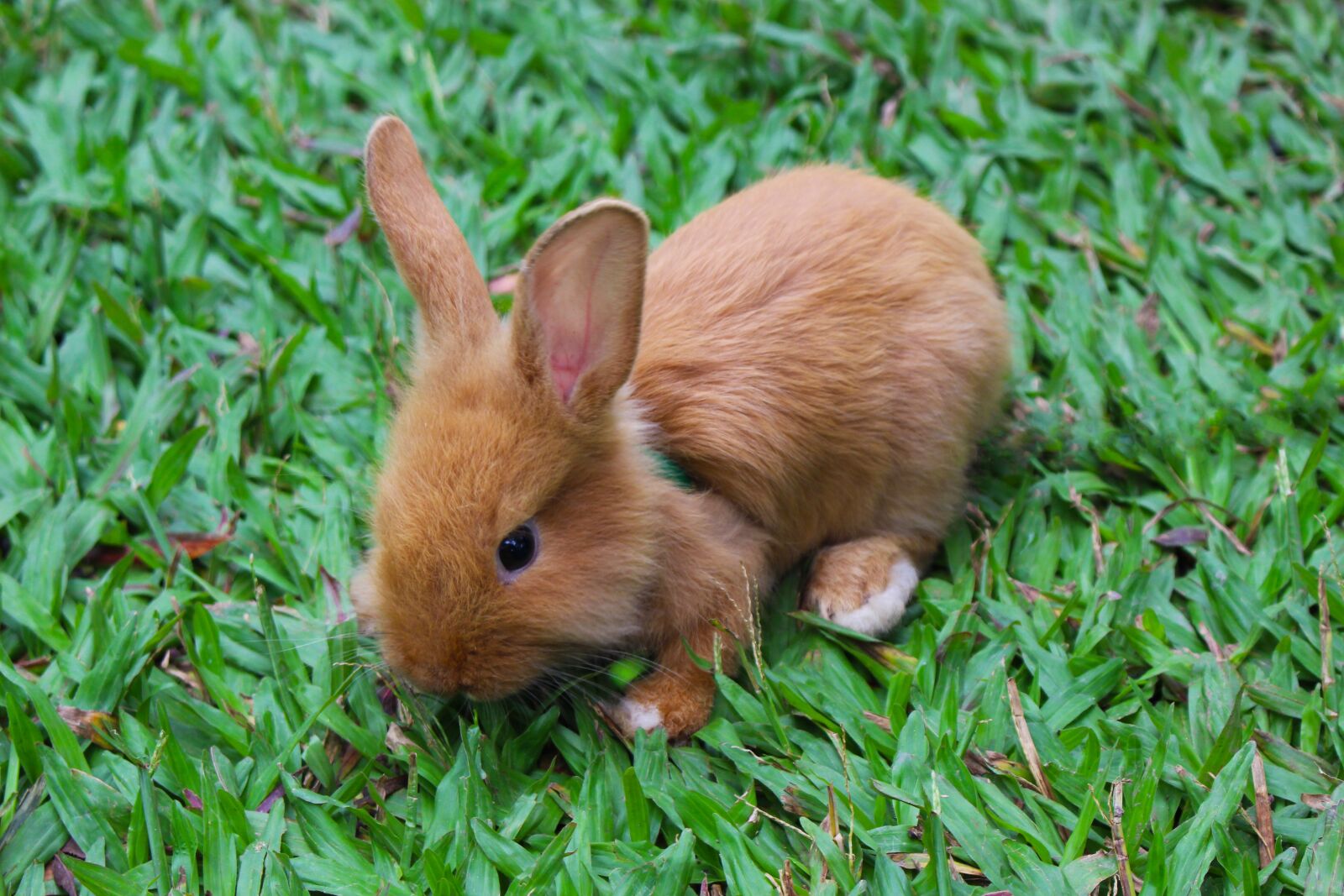 Canon EOS 700D (EOS Rebel T5i / EOS Kiss X7i) sample photo. Rabbit, animal, baby rabbit photography