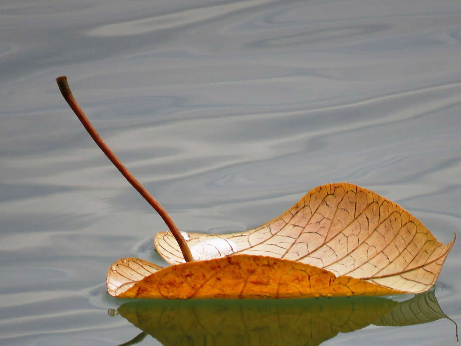Canon PowerShot SX60 HS sample photo. Leaf floating, floating, leaf photography