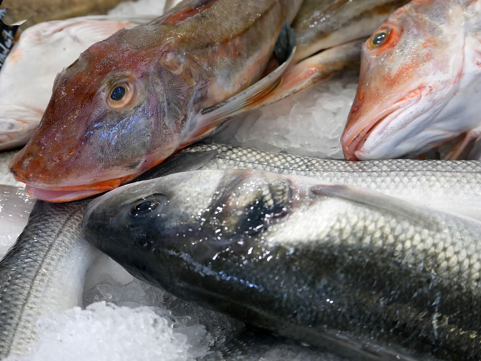 Panasonic Lumix DMC-GX85 (Lumix DMC-GX80 / Lumix DMC-GX7 Mark II) sample photo. Fish, stall, market photography