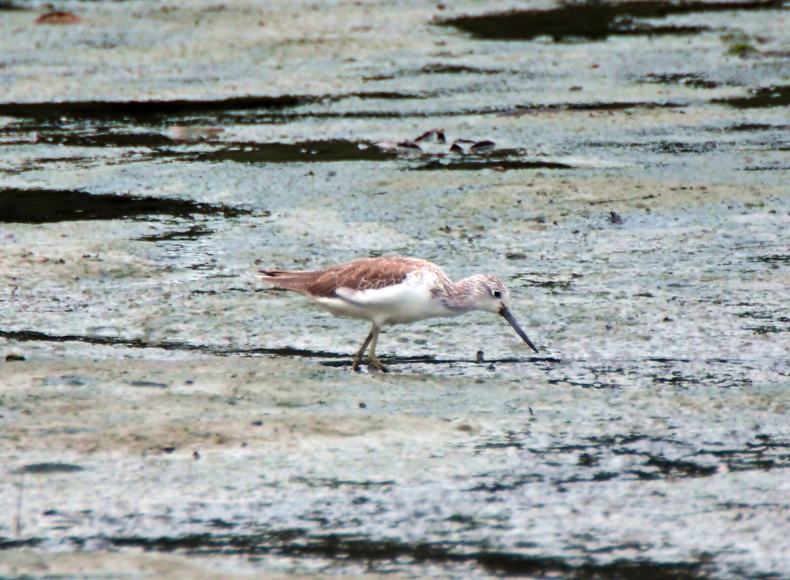 Olympus OM-D E-M1 sample photo. Marsh sandpiper, wild, bird photography