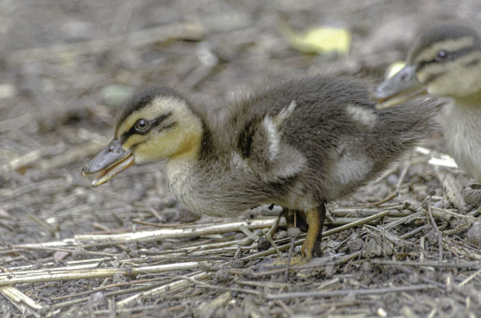Nikon D7000 sample photo. Duck, duckling, animal photography