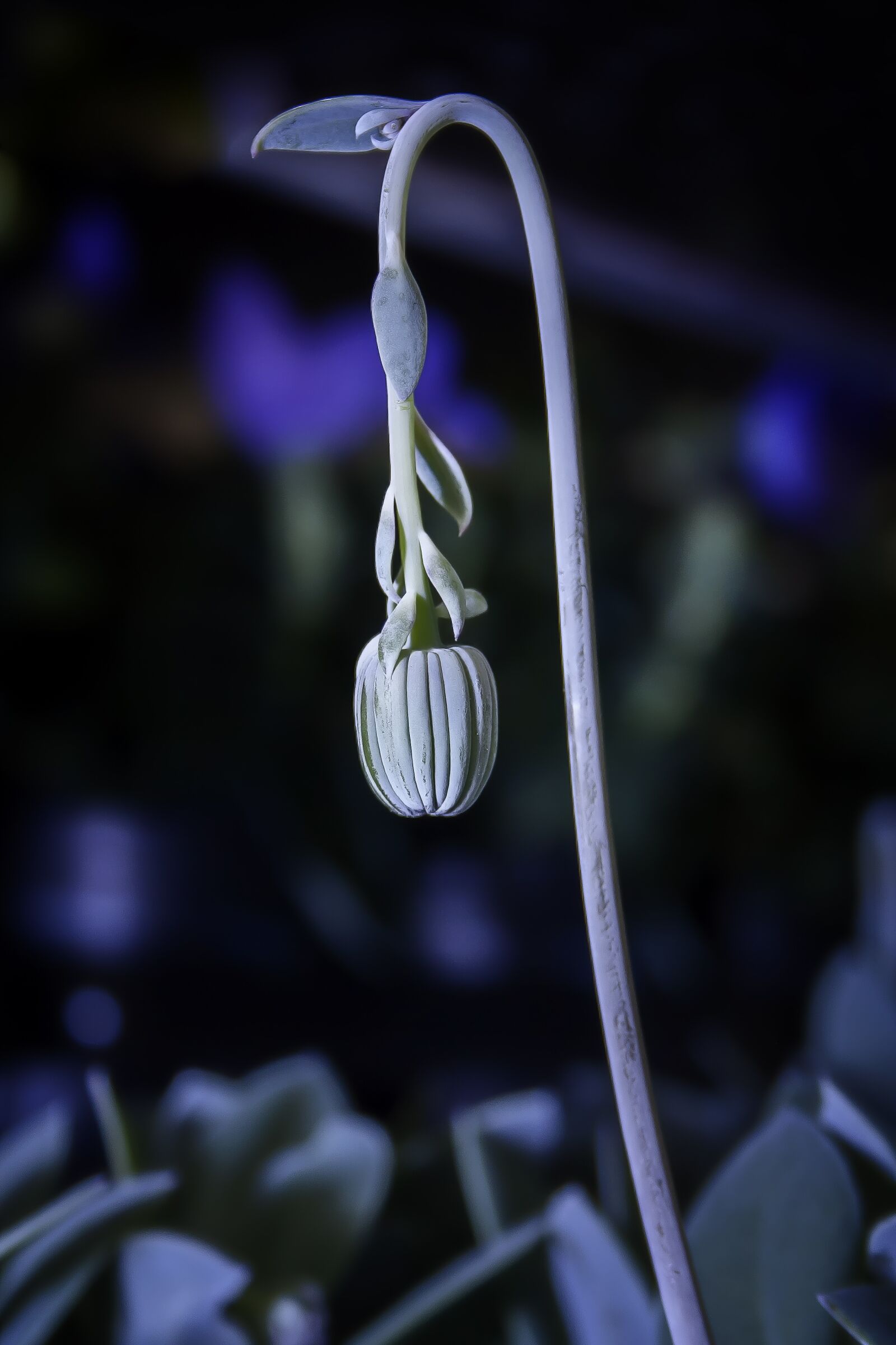 Canon EF-S 18-55mm F3.5-5.6 II sample photo. Senecio cephaluphorus, flower stem photography