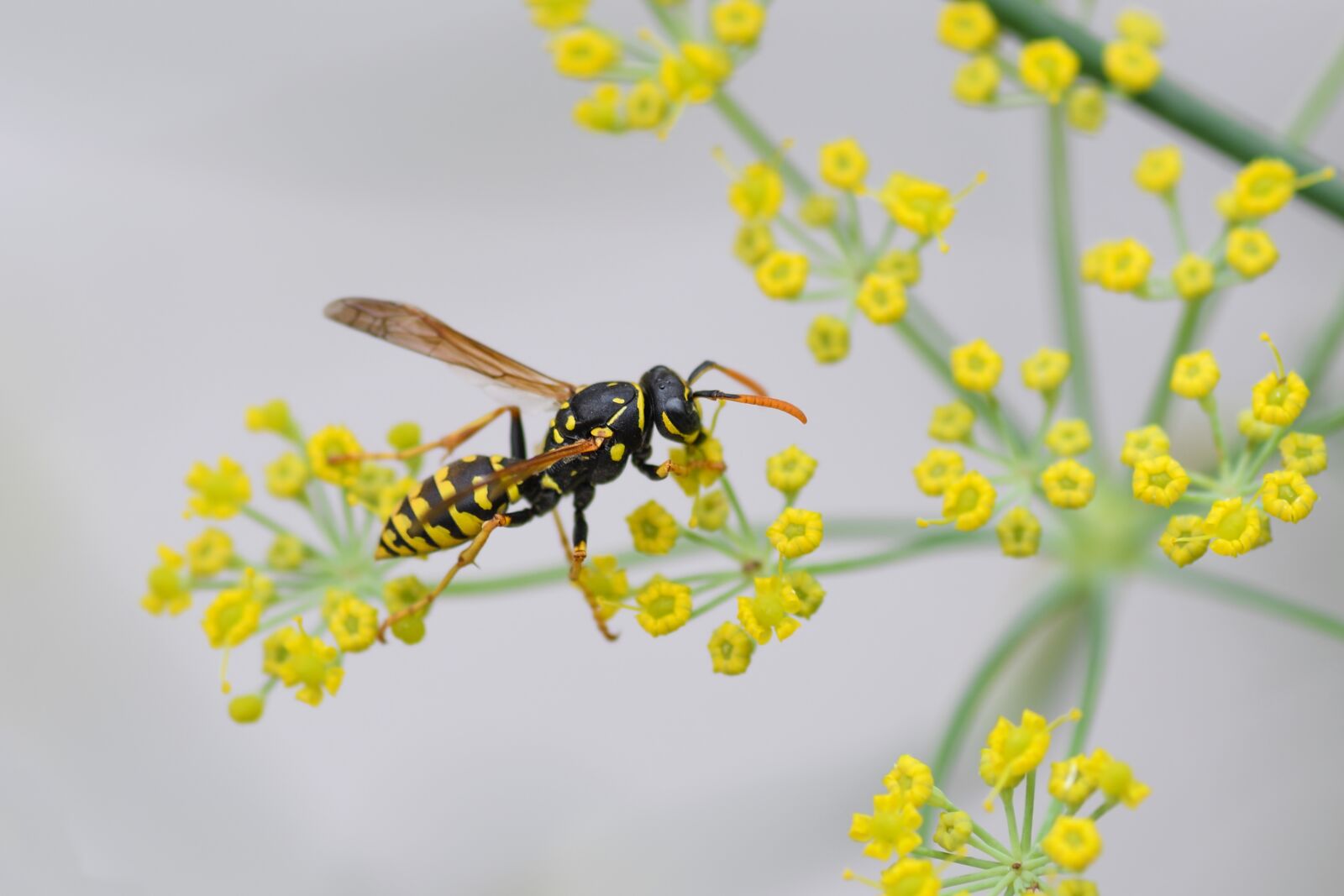 Nikon D500 + Tokina AT-X Pro 100mm F2.8 Macro sample photo. Wasp, insect, flower photography
