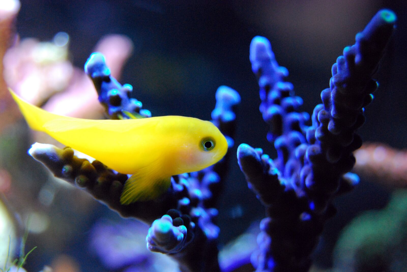 Nikon D40X sample photo. Fish, reef, coral photography
