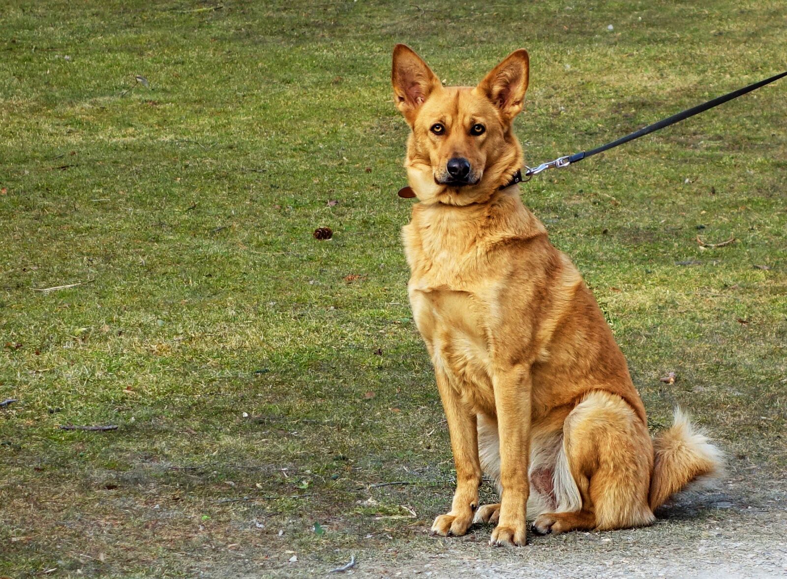 Sony Cyber-shot DSC-RX100 sample photo. Dog, animal, mammal photography