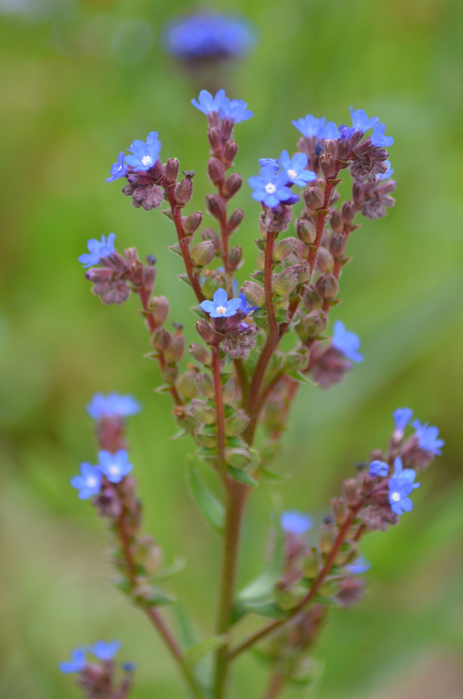 Nikon D5100 sample photo. Flower, red, blue photography
