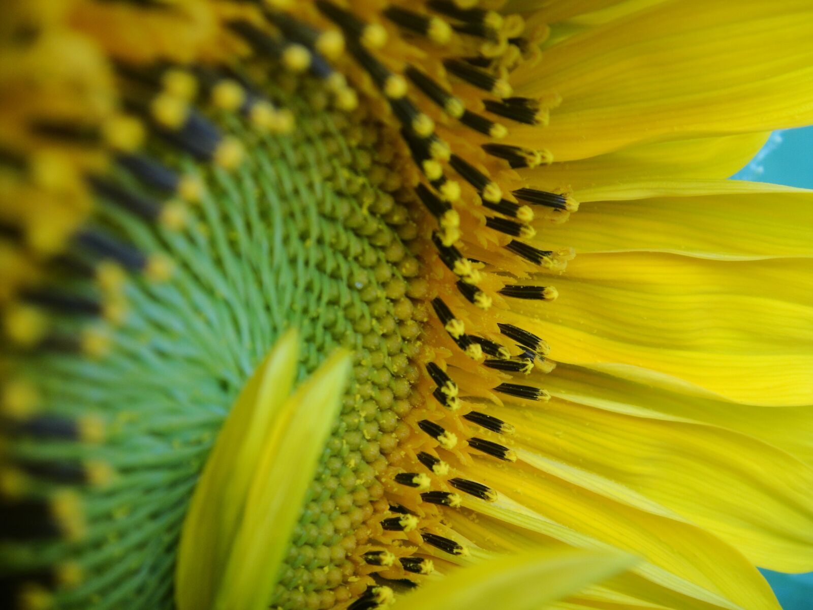 Sony DSC-T900 sample photo. Sunflower, pollen, yellow photography