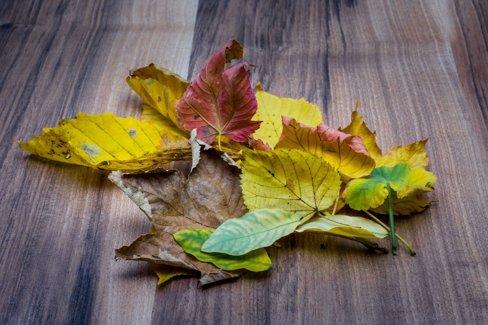 Nikon D7200 sample photo. Autumn, fall, leaves photography