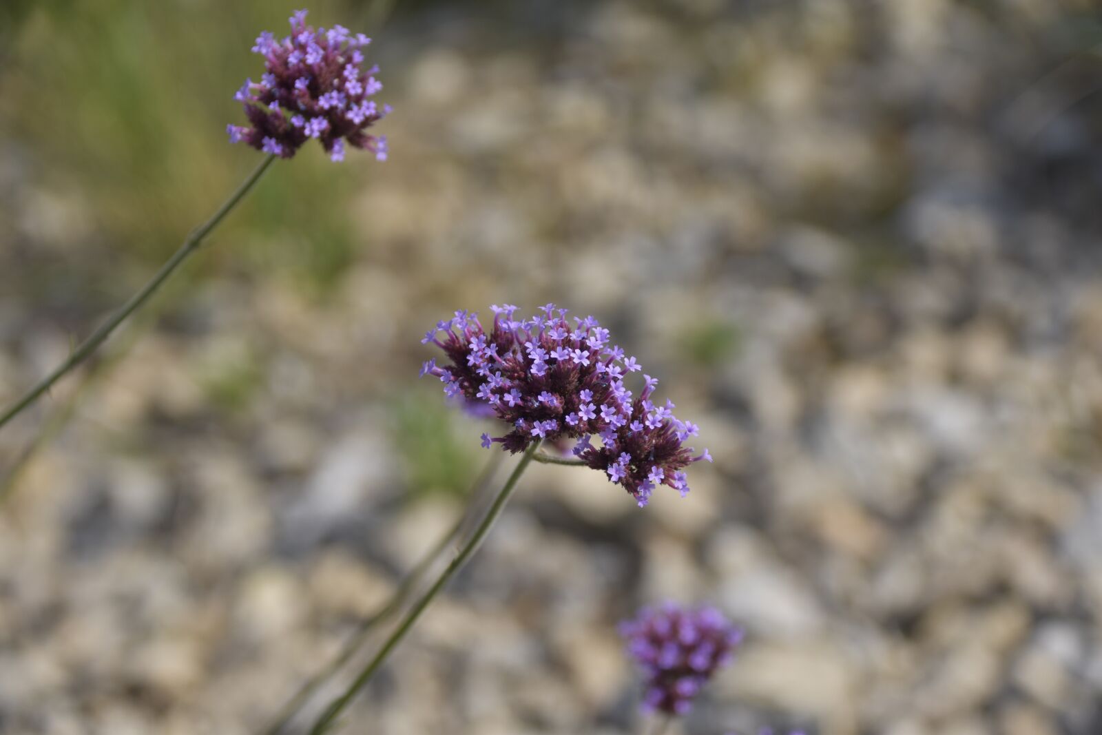 Nikon D5600 sample photo. Flower, wild flowers, flower photography