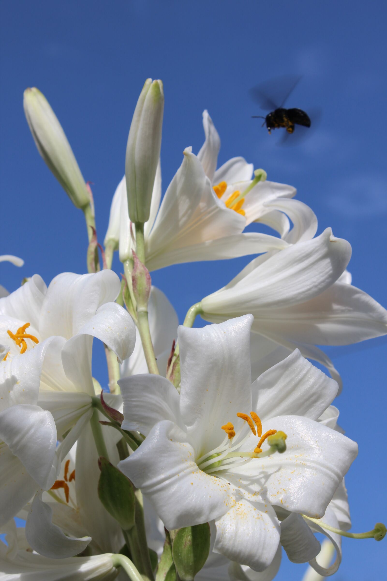 Canon EOS 600D (Rebel EOS T3i / EOS Kiss X5) sample photo. Lily, hummel, flowers photography