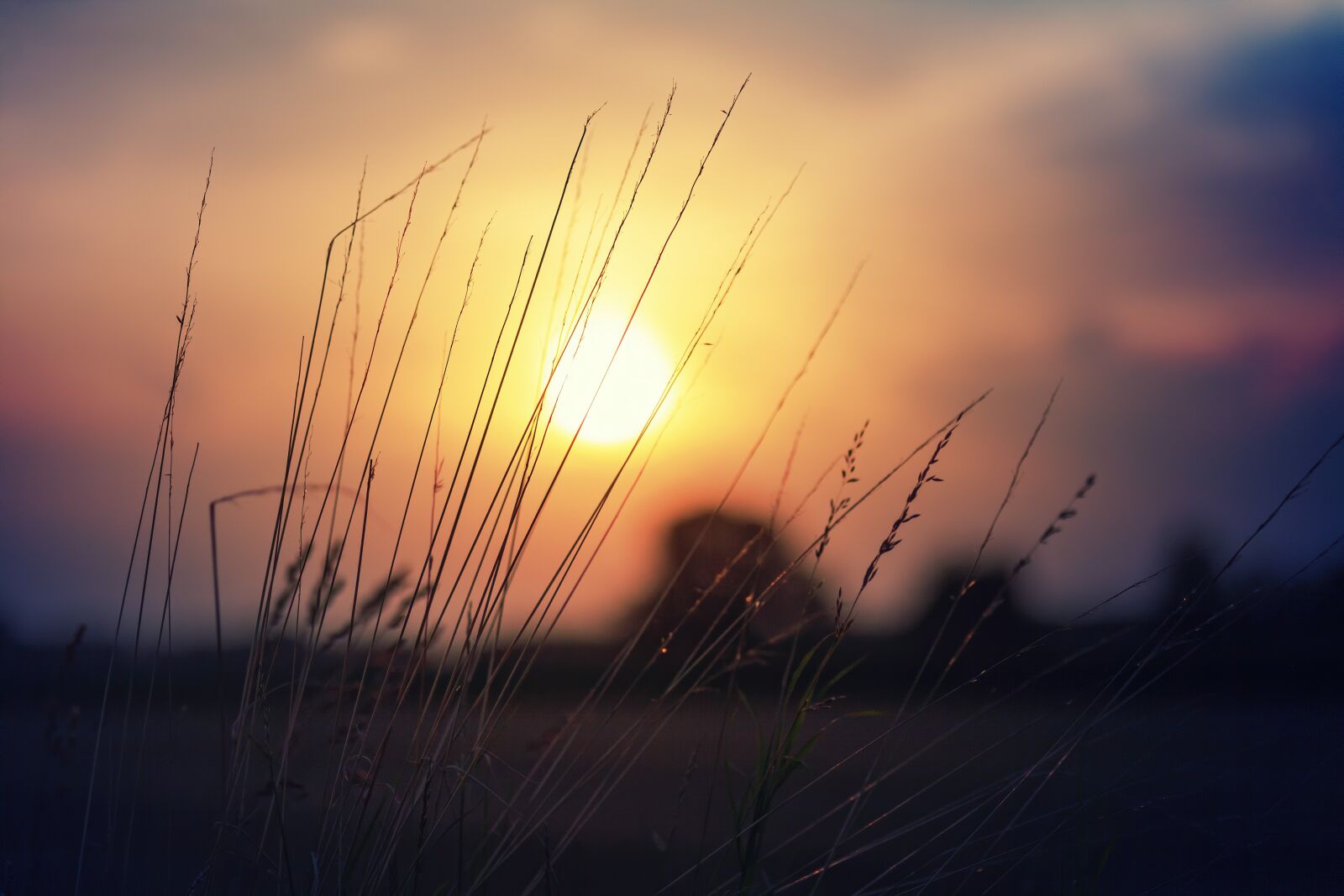 Canon EOS 5D sample photo. Sunset, nature, blade of photography