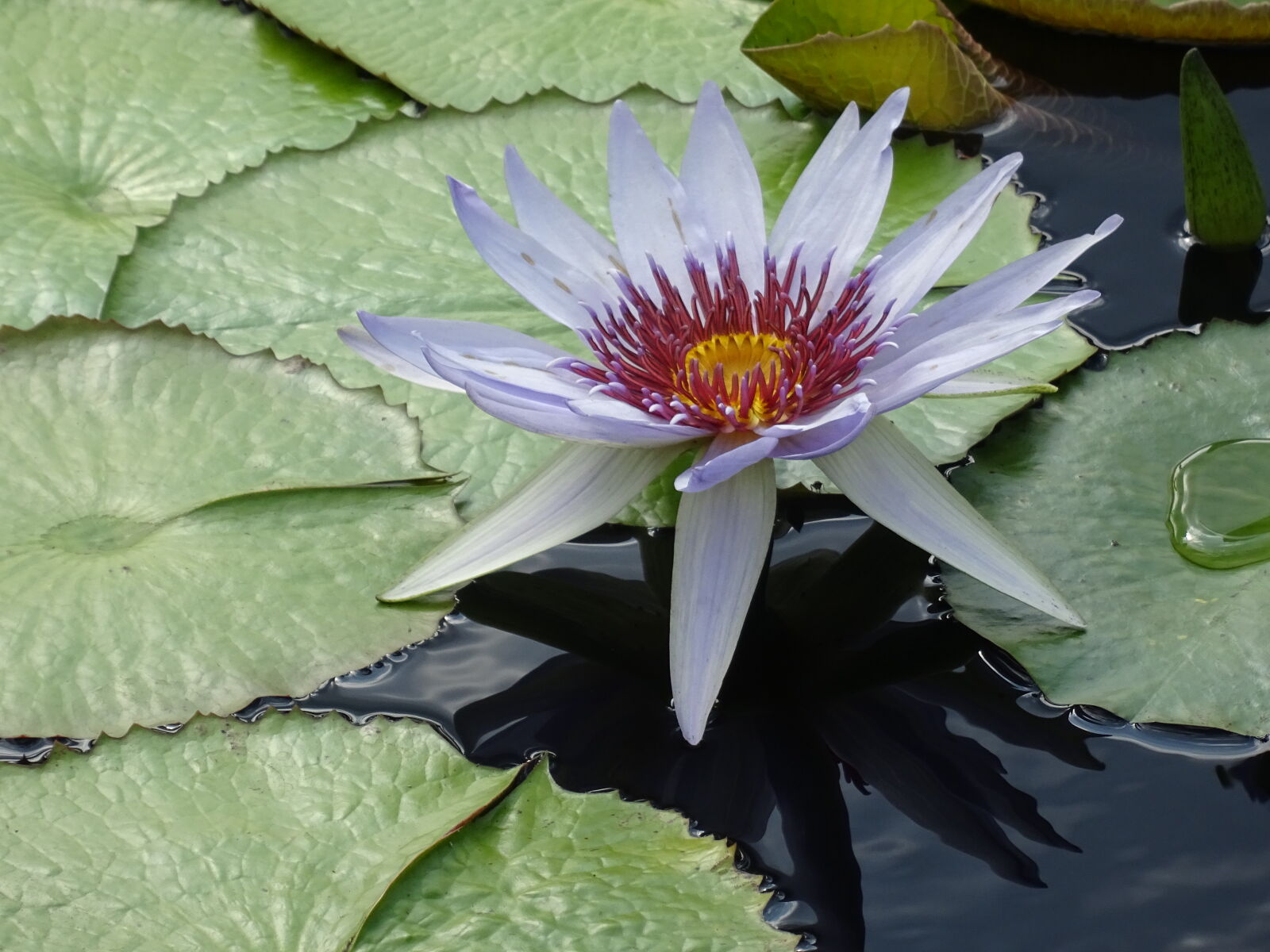 Sony DSC-QX30 sample photo. Flower, garden, pond, water photography