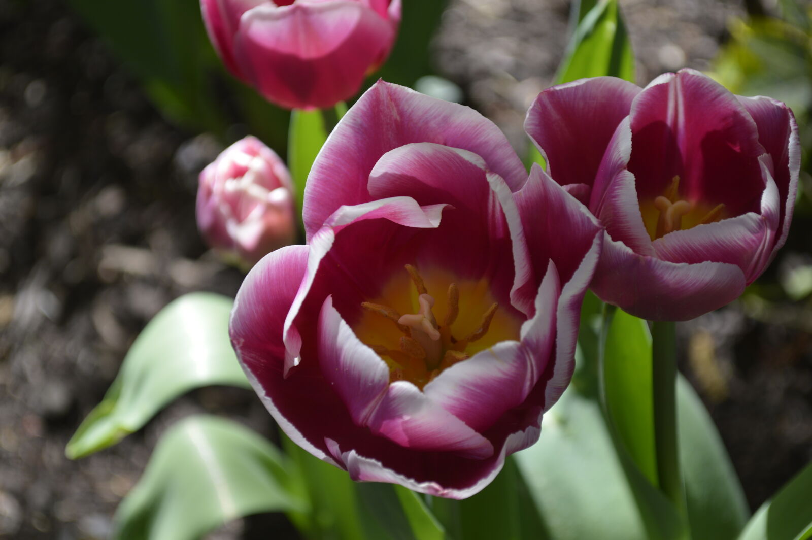 Nikon D3200 sample photo. Bloom, pink, rose, spring photography