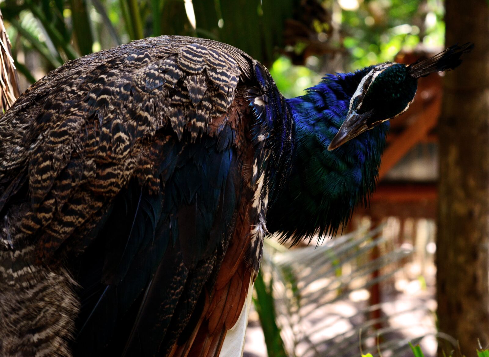Nikon D5200 sample photo. Peacock, bird, animal photography
