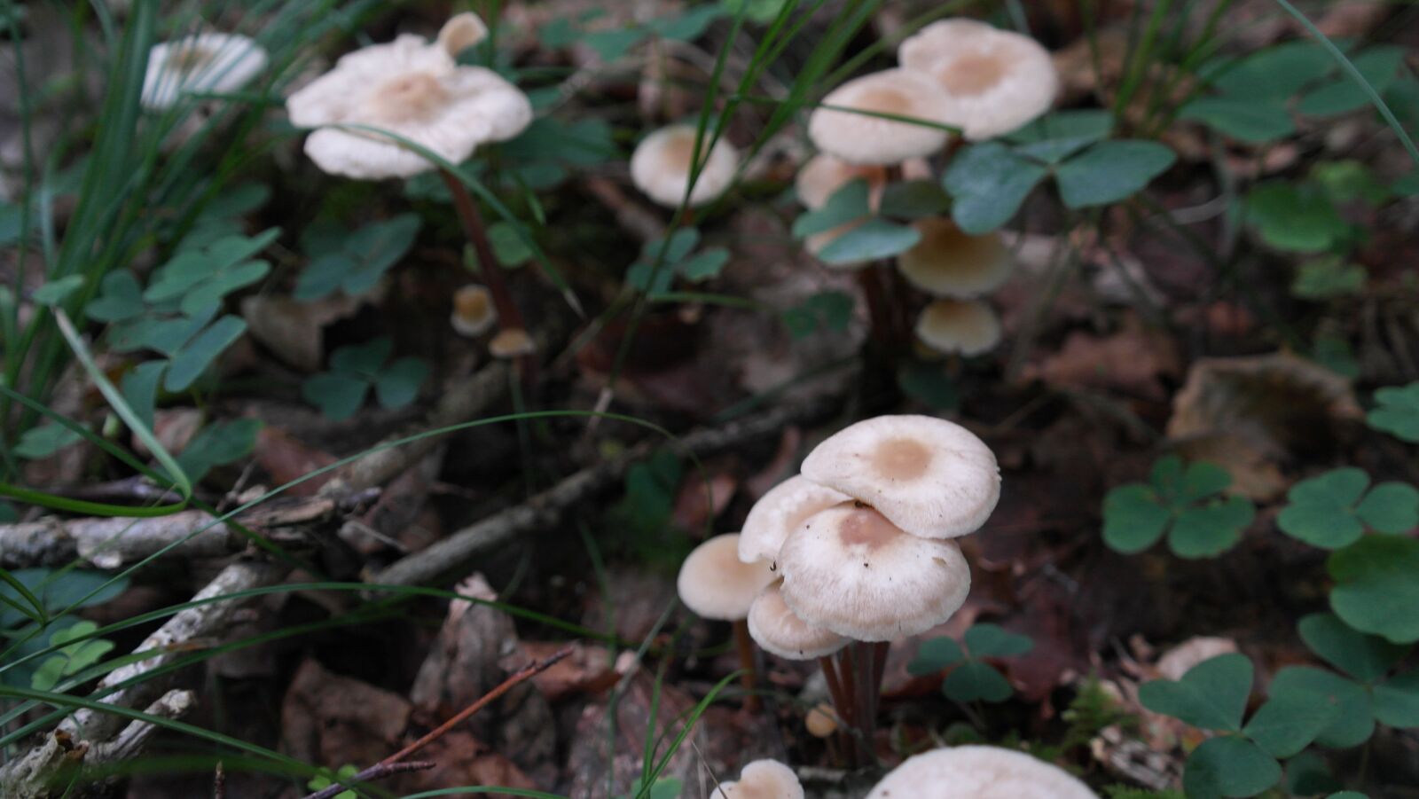 Samsung NX20 sample photo. Mushrooms, forest floor, forest photography