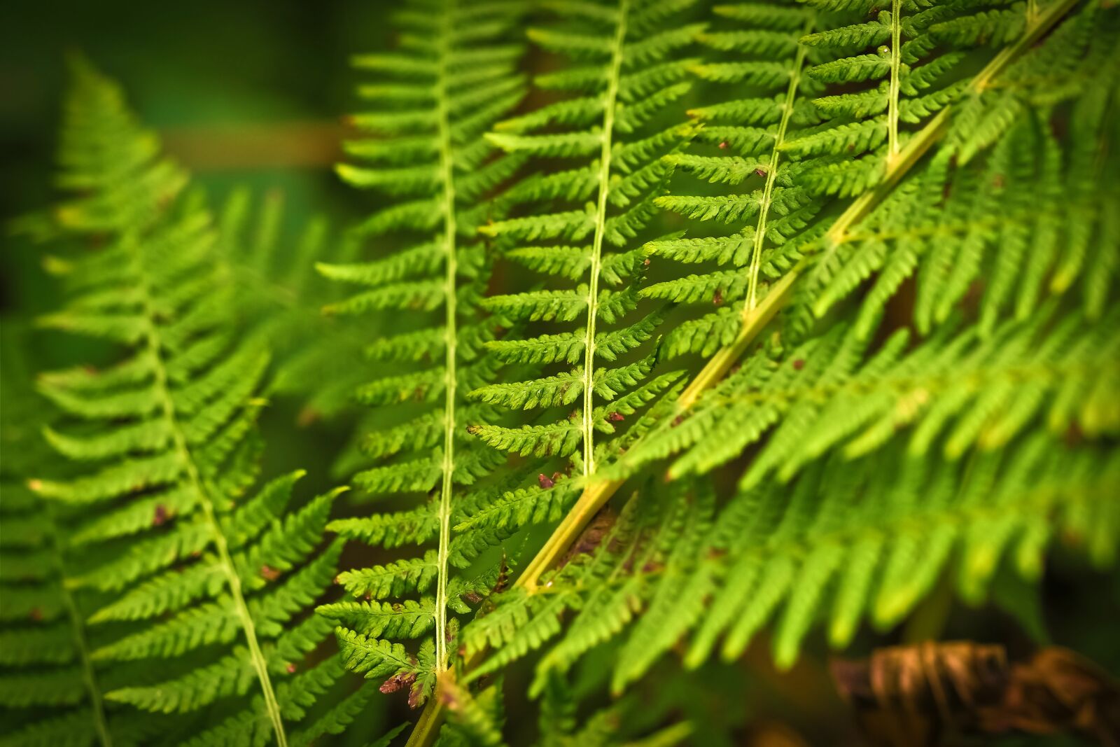 Olympus OM-D E-M10 sample photo. Fern, forest, green photography