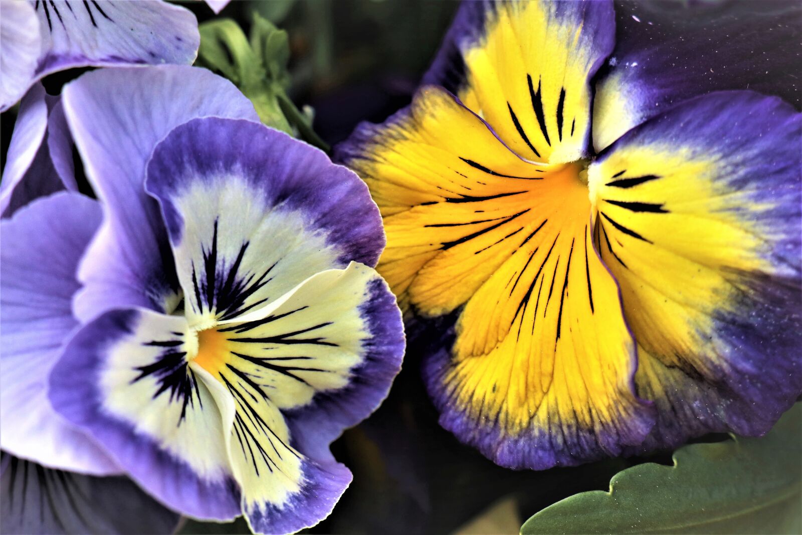 Canon EF-M 18-150mm F3.5-6.3 IS STM sample photo. Pansies, flowers, nature photography