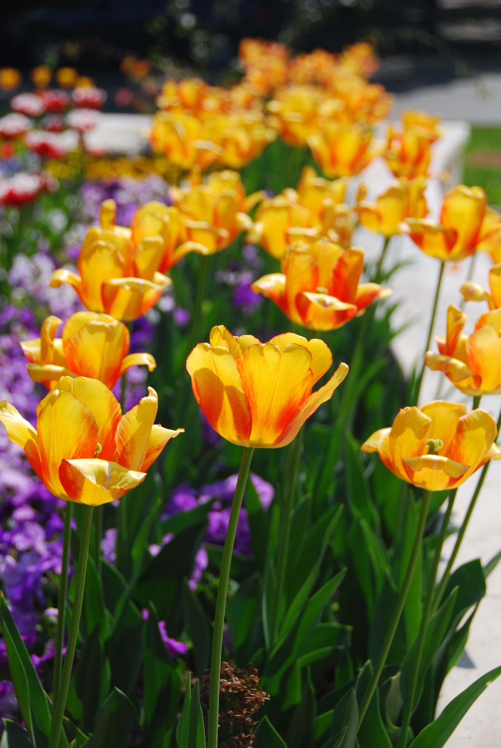 Nikon D80 sample photo. Tulip, flower, yellow photography