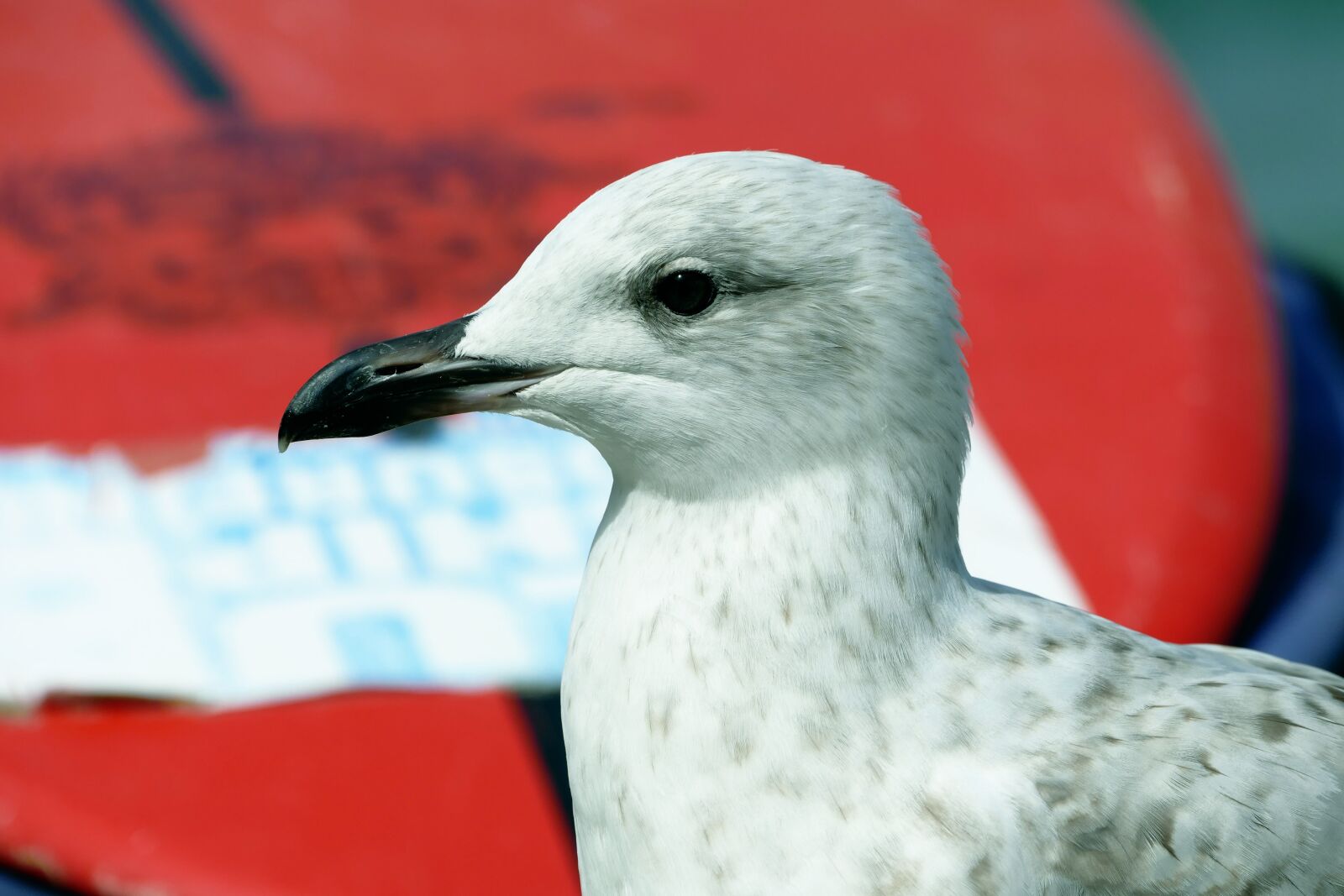 Panasonic Lumix DMC-FZ1000 sample photo. Seagull, bird, animal photography