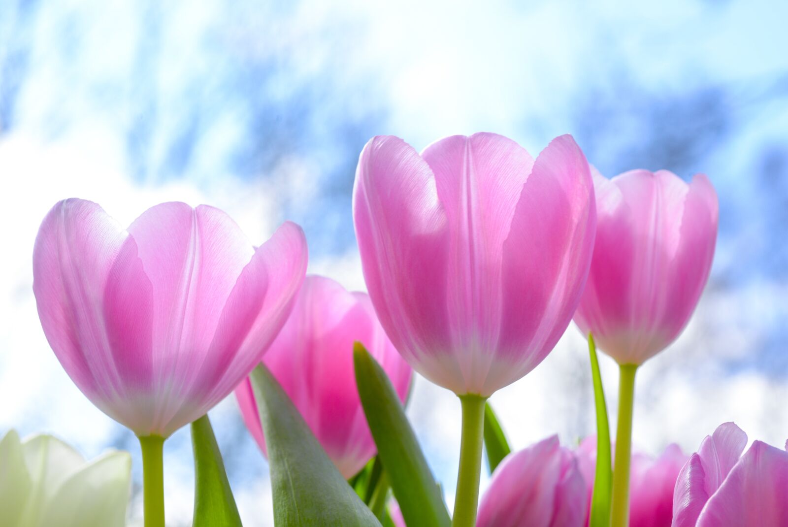 Nikon D610 sample photo. Nature, tulip, flora photography