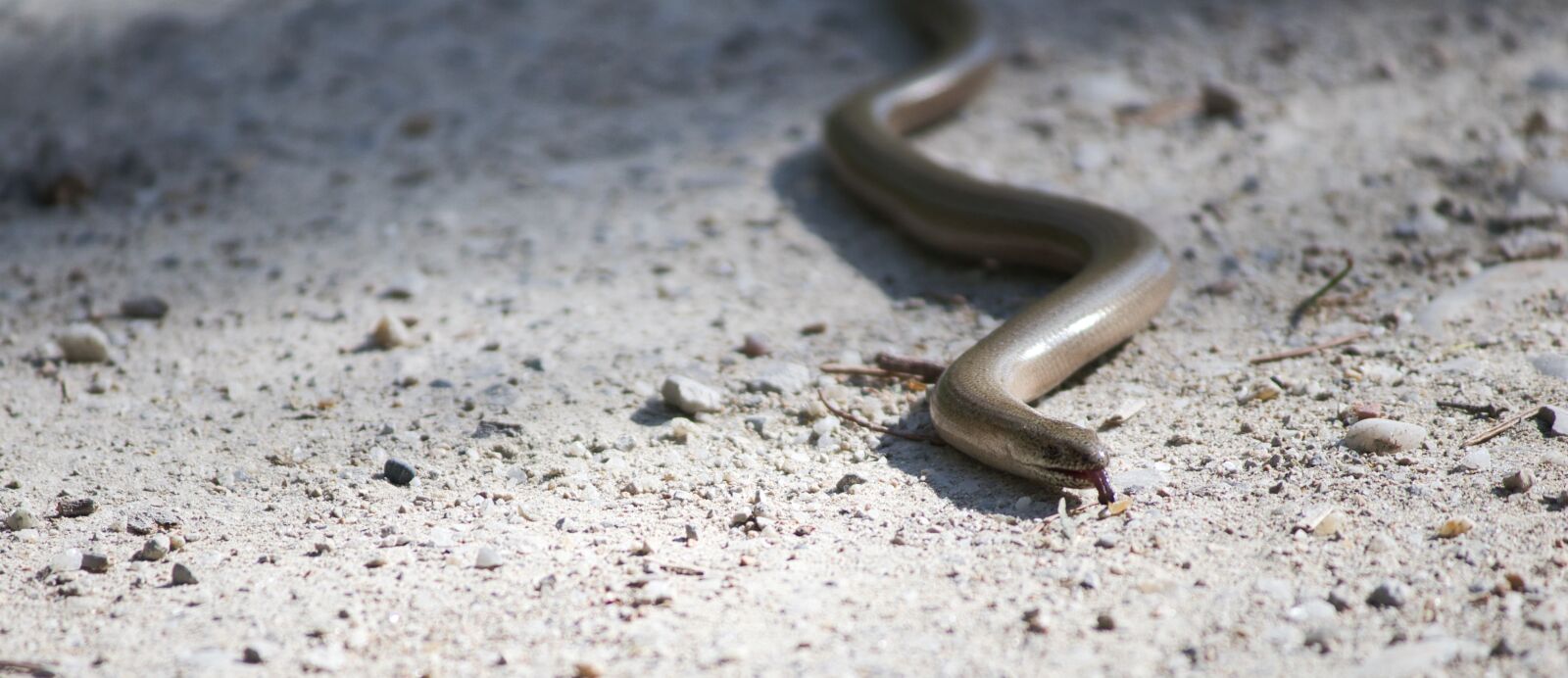 Canon EOS 80D sample photo. Slow worm, auenwald, animal photography
