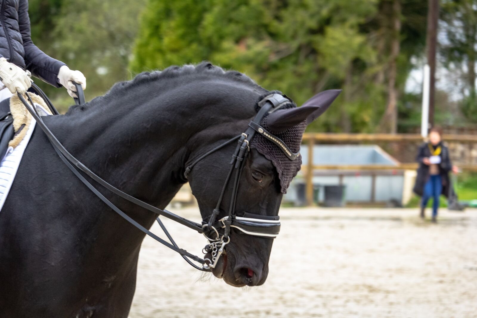 Canon EF-S 55-250mm F4-5.6 IS STM sample photo. Horse, horses, dressage photography