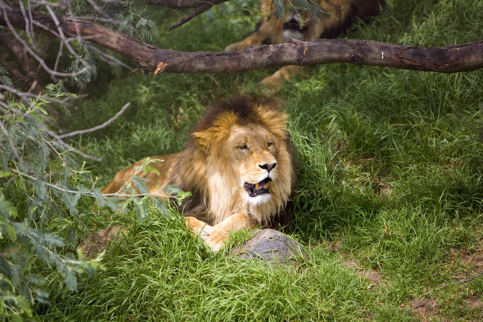 Canon EOS 5D sample photo. Big cat, africa, predator photography