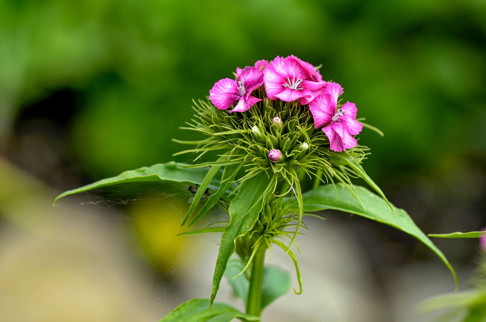 Nikon D7000 sample photo. Sweet william, flower, dianthus photography