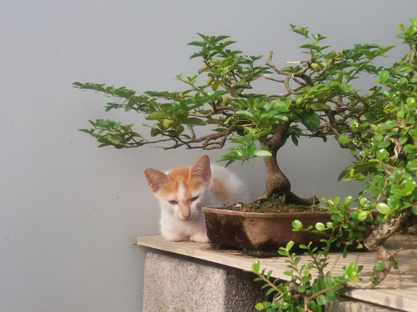 Samsung Galaxy J5 sample photo. Cat photography