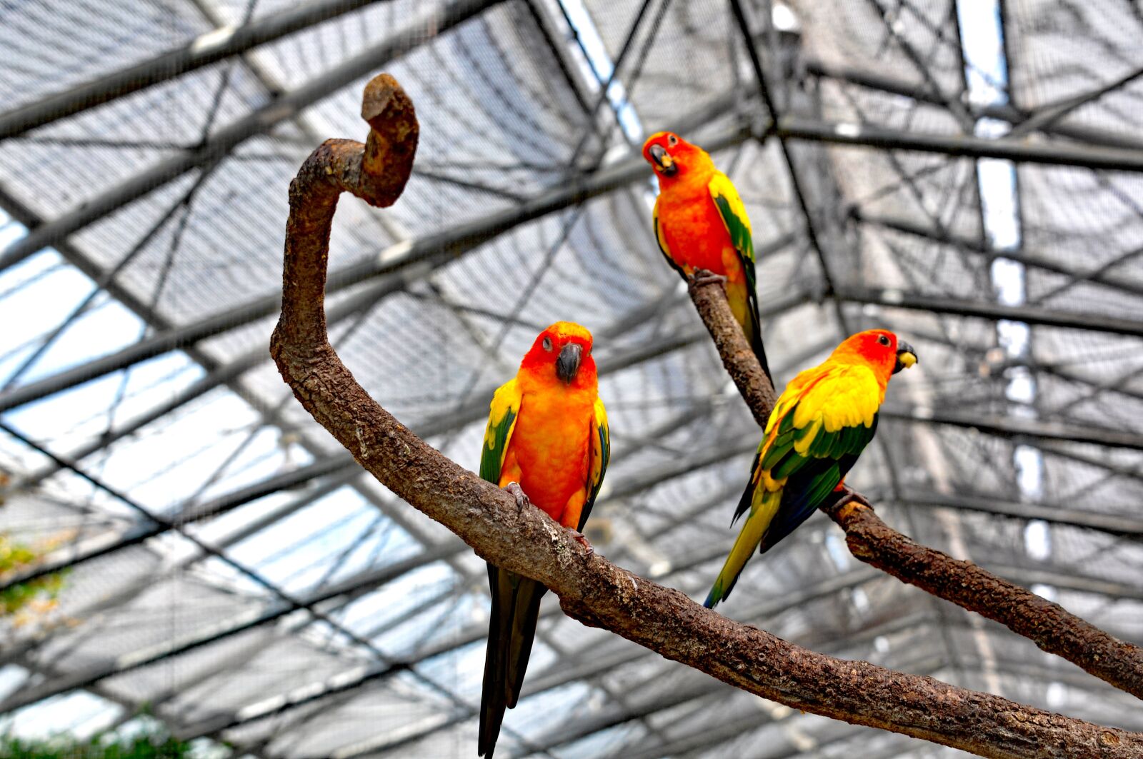 Nikon D90 sample photo. Parakeet, bird, mexican coin photography