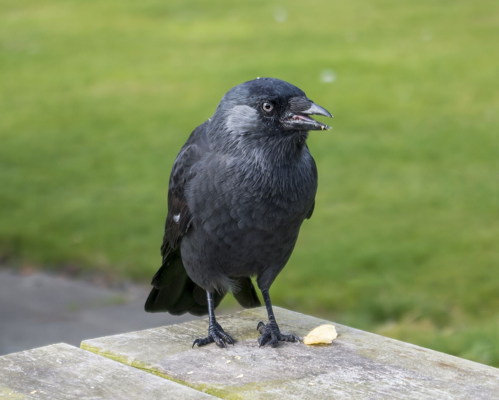 Pentax K-50 sample photo. Jackdaw, songbird, raven bird photography