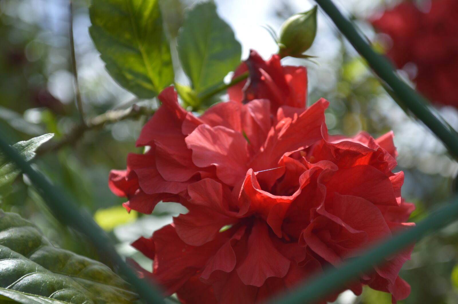 Nikon D3200 sample photo. Flower, red, flowers photography