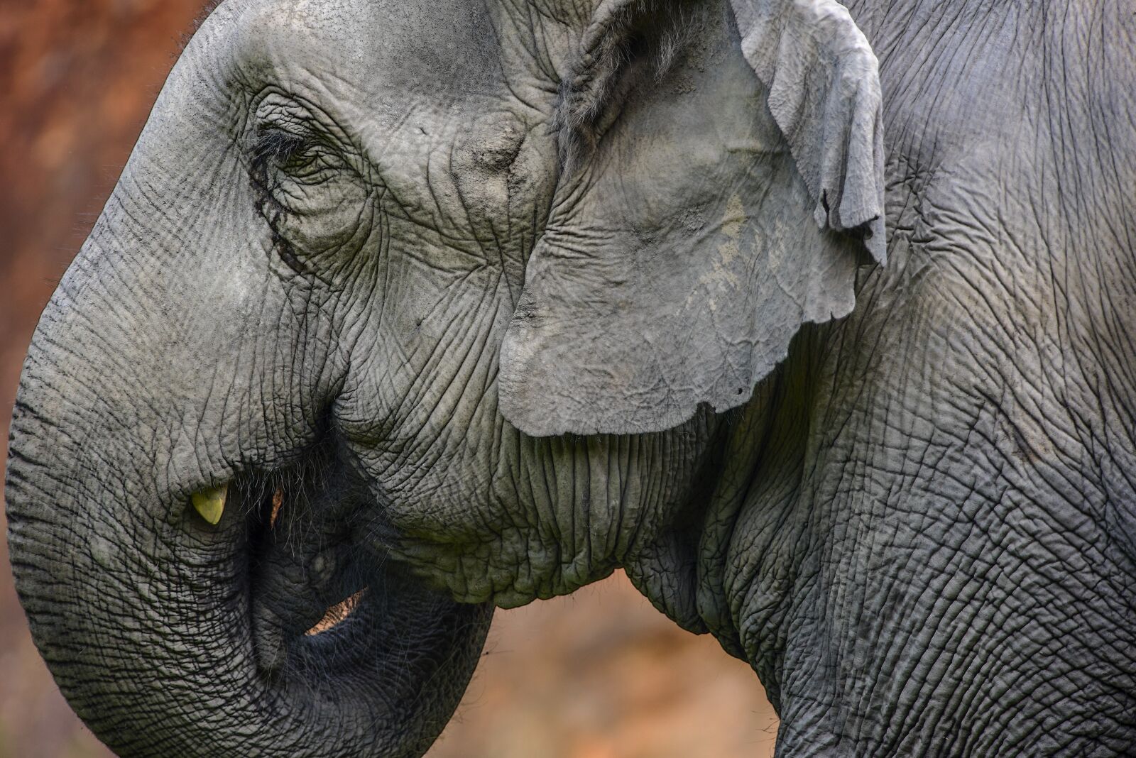 Nikon D750 sample photo. Wildlife, animalia, portrait photography