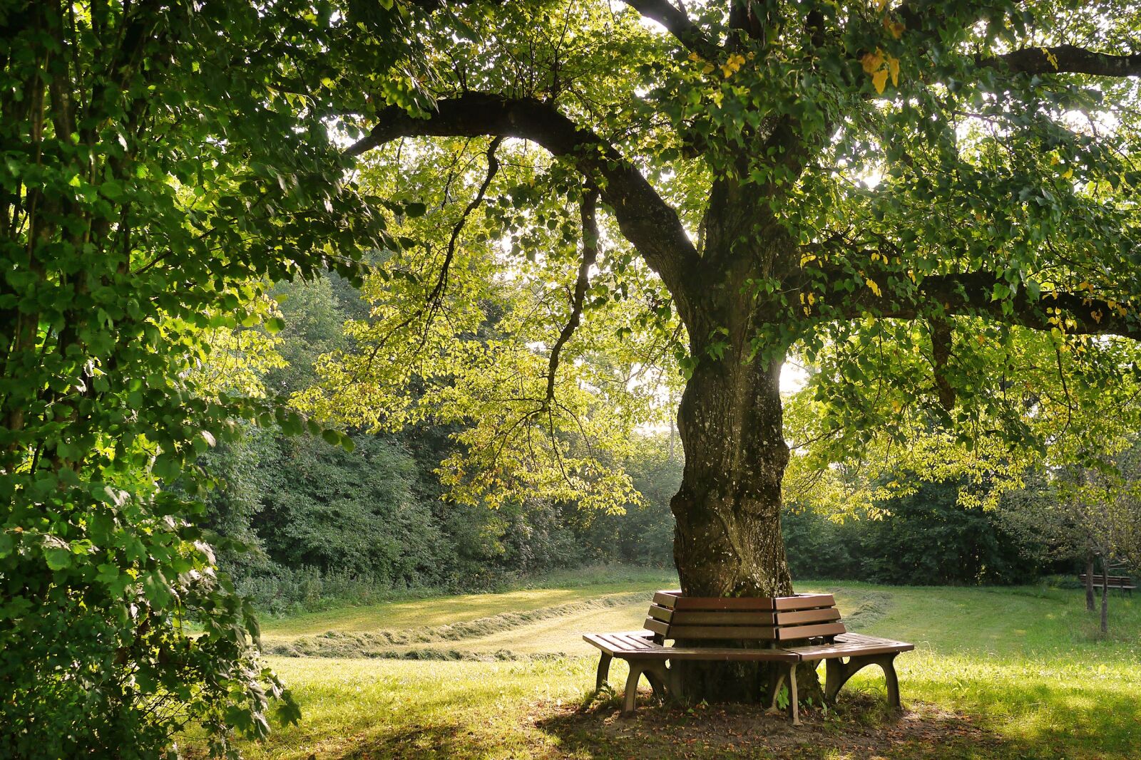Panasonic Lumix DMC-G5 sample photo. Tree, bank, nature photography