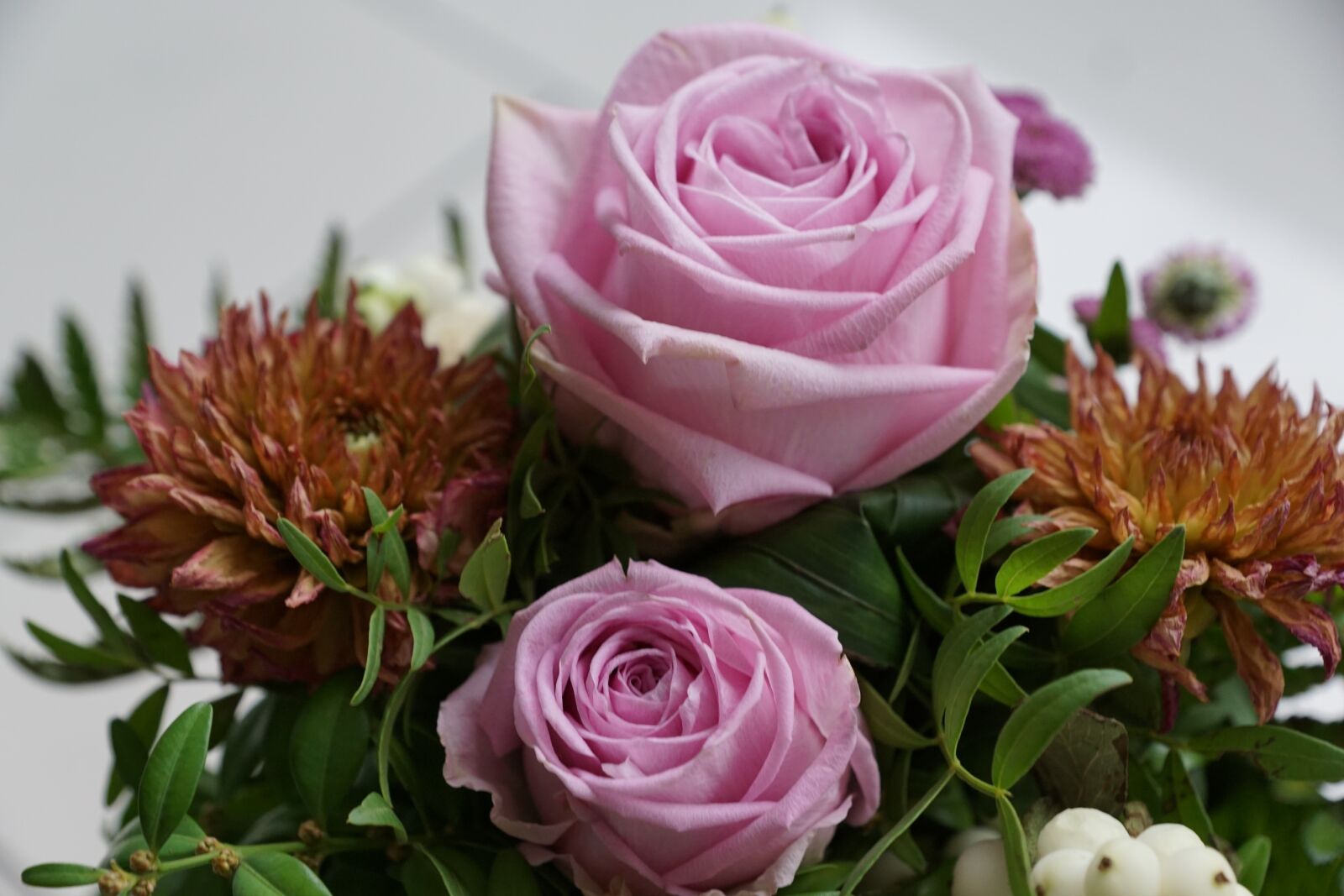 Sony DT 16-50mm F2.8 SSM sample photo. Rose, flower, strauss photography