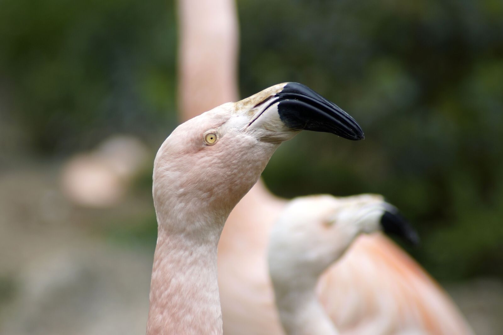 Sony SLT-A58 sample photo. Bird, flamingo, animal world photography