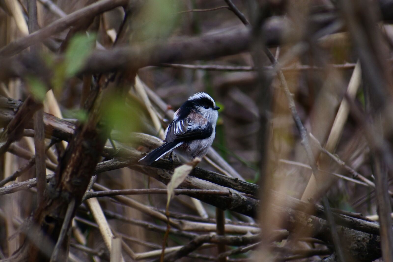 VR 70-300mm f/4.5-6.3G sample photo. Animal, forest, wood photography