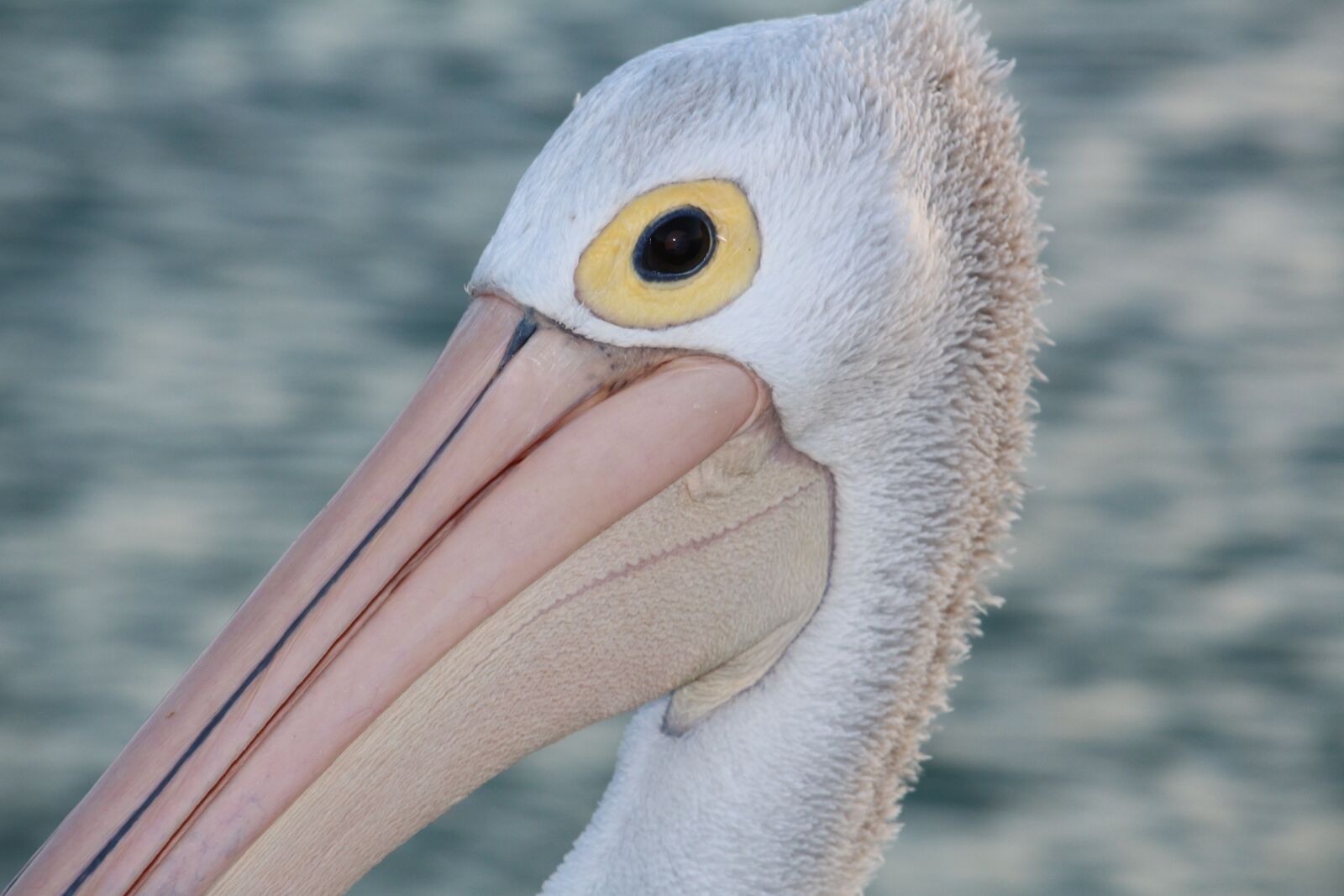 Canon EOS 700D (EOS Rebel T5i / EOS Kiss X7i) sample photo. Wildlife, pelican, beach photography