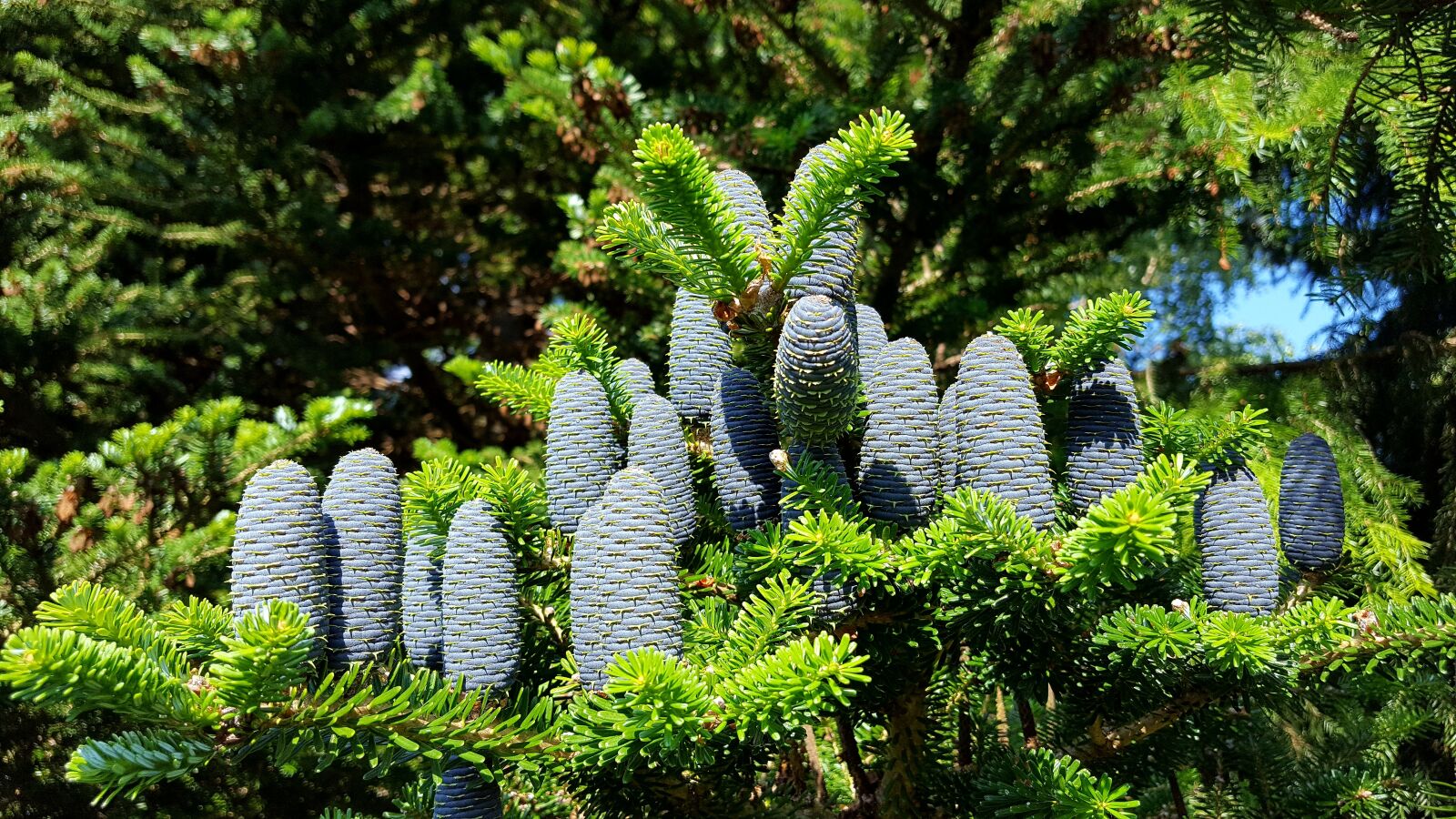 Samsung Galaxy S6 sample photo. Tree, nature, pine photography