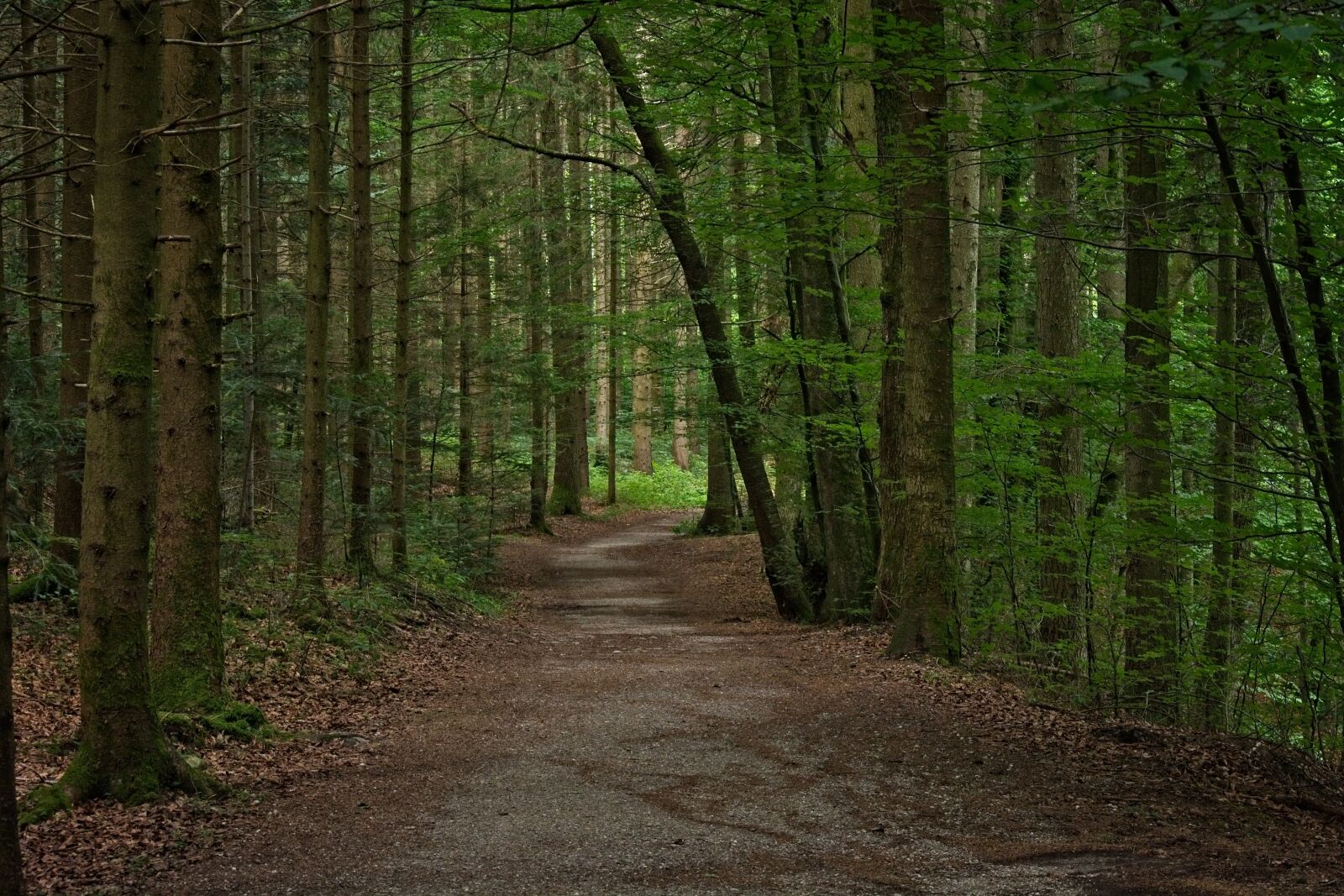 Nikon D7100 sample photo. Forest path, away, forest photography