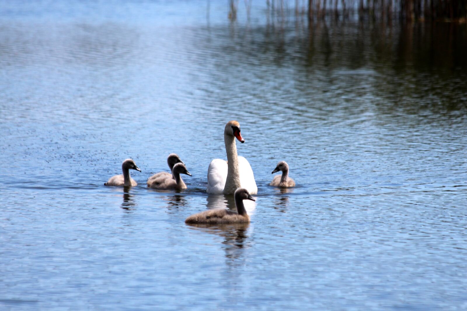 Canon EOS 650D (EOS Rebel T4i / EOS Kiss X6i) sample photo. A swan-shipun, swan, cygnus photography
